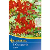   Lukovica nizaste šafranske trave (Crocosmia) Lucifer (crvena) Kiepenkerl 8 kom