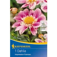   Lukovica dalije Impression Famoso (ružičasta) Kiepenkerl 1 kom