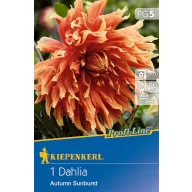   Cvjetna lukovica Dalija Autumn Sunburst (crvena-žuta-narančasta) Kiepenkerl 1 kom