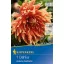 Cvjetna lukovica Dalija Autumn Sunburst (crvena-žuta-narančasta) Kiepenkerl 1 kom