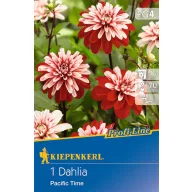   Lukovica dalije Pacific Time (crveno-bijela) Kiepenkerl 1 kom