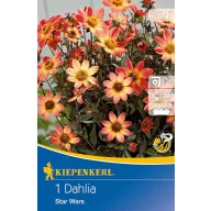   Lukovica dalije Star Wars (žuto-narančasta) Kiepenkerl 1 kom