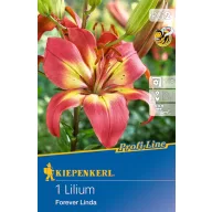   Lukovica cvijeta ljiljan Forever Linda (koraljno-žuta) Kiepenkerl 1 kom