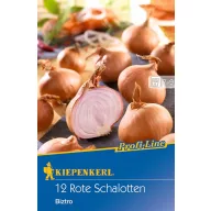 Lukovice šalotke Biztro (ljubičasta) Kiepenkerl 10 kom.