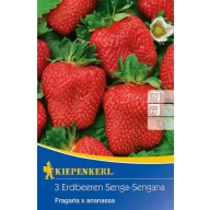 Jagoda Senga-Sengana (rizom) 3 kom Kiepenkerl