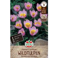 Lukovica Tulipan divlji tulipan Lilac Wonder 10 kom Sperli