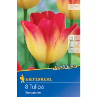 Lukovice tulipana Suncatcher 8 kom Kiepenkerl