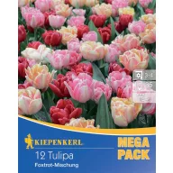   Lukovice tulipana Foxtrot-Mix Mega pakiranje 12 kom Kiepenkerl
