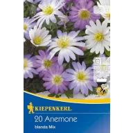 Lukovice cvjetne Anemone blanda mix 20 kom Kiepenkerl