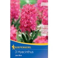 Lukovica zumbula Jan Bos 3 kom Kiepenkerl