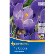   Lukovica cvijeta velikocvjetnog šafrana Grand Maitre/Blau 12 kom Kiepenkerll