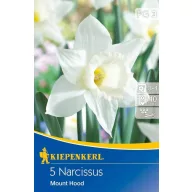   Cvjetna lukovica trompetasta narcisa Mount Hood 5 kom Kiepenkerl