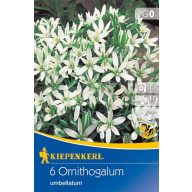   Lukovice cvjetnice Ernyős madártej (Ornithogalum) 6 kom Kiepenkerl