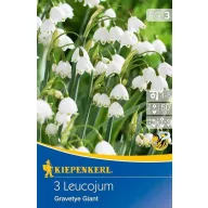 Lukovice visibabe Gravetye Giant 3 kom Kiepenkerl