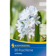   Lukovica cvijeta zvjezdasta puskinija (Puschkinia) 10 kom Kiepenkerl