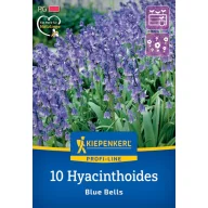  Lukovice cvjetne Engleski plavi zvončić Blue Bell 10 kom. Kiepenkerl