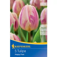 Lukovice tulipana Happy Feet 5 kom Kiepenkerl