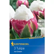 Lukovice tulipana Sladoled 5 kom Kiepenkerl