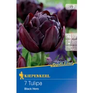Cvjetna lukovica Tulipan Black Hero 7 kom Kiepenkerl