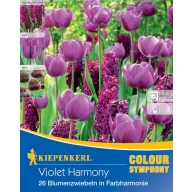   Cvjetna lukovica Colour Symphony mega paket Violet Harmony 26 kom Kiepenkerl