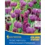 Cvjetna lukovica Colour Symphony mega paket Violet Harmony 26 kom Kiepenkerl