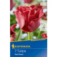 Cvjetna lukovica Tulipan Red Dress 7 kom. Kiepenkerl