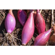 Sadni luk Sonkahagyma jesenski 400 g