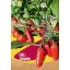 Čili paprika ekološka Ruben jalapeno Rein Saat oko 30 sjemenki