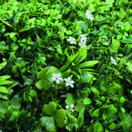   Zeleni zid s jasminovim lišćem VERTICAL JAZMIN zeleno-bijelo 1 x 1 m