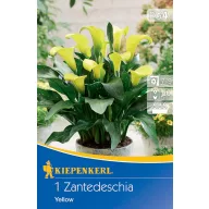 Lukovica kale (Zantedeschia) žuta Kiepenkerl 1 kom