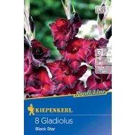 Cibule gladiola Black Star Kiepenkerl 8 kom