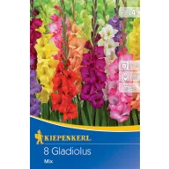 Mješavina lukovica gladiole Kiepenkerl 8 kom.