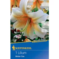 Cvjetna lukovica Ljiljan Mister Cas Kiepenkerl 1 kom