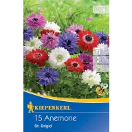 Lukovice cvijeta anemone St. Brigid Kiepenkerl 15 kom