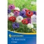 Lukovice cvijeta anemone St. Brigid Kiepenkerl 15 kom