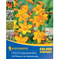 Cvjetna lukovica Korisni kukci vrt Kiepenkerl 20 kom