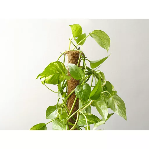 Kokosova potpora COCO Ø 45 mm 120 cm