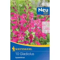   Lukovice gladiole otporne na mraz Byzantinus 10 kom Kiepenkerl