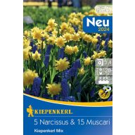 Mješavina lukovica narcisa i visibabe, 20 kom Kiepenkerl