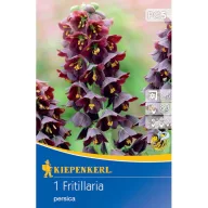 Lukovica cvjetna Perzijski kockasti ljiljan Kiepenkerl 1 kom