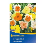   Cvjetne lukovice narcisa s orhidejnim cvjetovima, mješavina Kiepenkerl, 5 kom