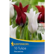 Lukovice tulipana mix Fire and Ice Kiepenkerl 10 kom