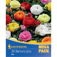  Lukovice za cvijeće Boglárka (Ranunculus) Mega-Pack mješavina boja Kiepenkerl 30 kom