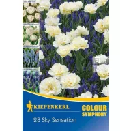   Cvjetne lukovice Colour Symphony 'Sky Sensation' (tulipan+muscari) Kiepenkerl 28 kom.