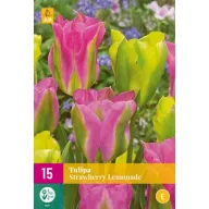 Lukovica tulipana Strawberry Lemonade 15 kom JUB