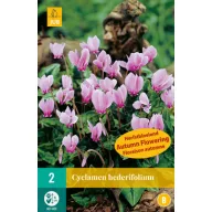 Lukovica ciklamen (Cyclamen hederifolium) 2 kom JUB