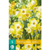 Lukovica narcisa Hunter Sunrise 5 kom JUB