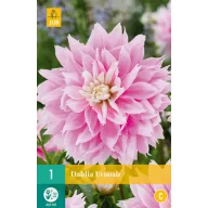 Lukovica dalije Evanah 1 kom JUB