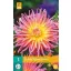 Lukovica cvjetna dalija Alfred Grille 1 kom JUB