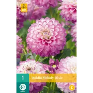 Lukovica dalije Melody Dixie 1 kom JUB